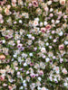Flower Wall Rental Los Angeles
